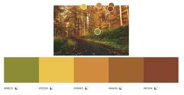 Color extracted from the shot of the autumn forest. Original image by Sebastian Unrau (UnSplash)